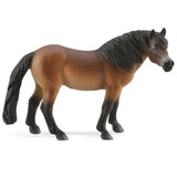 Exmoor Pony Stallion