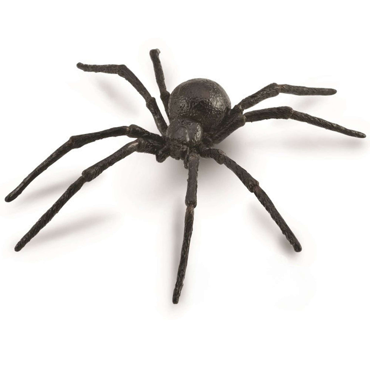 Black Widow Spider