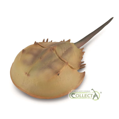 Horseshoe Crab