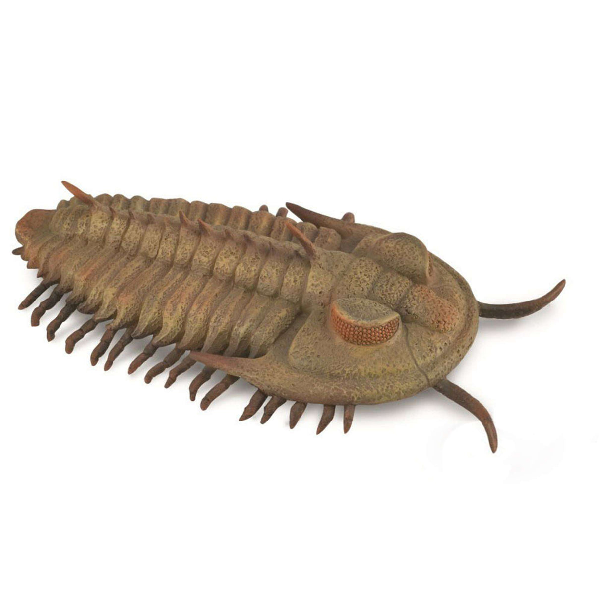 Redlichia Rex Trilobite