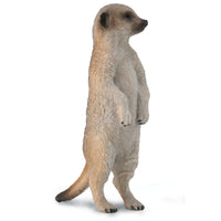 Meerkat Standing