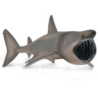 Basking Shark