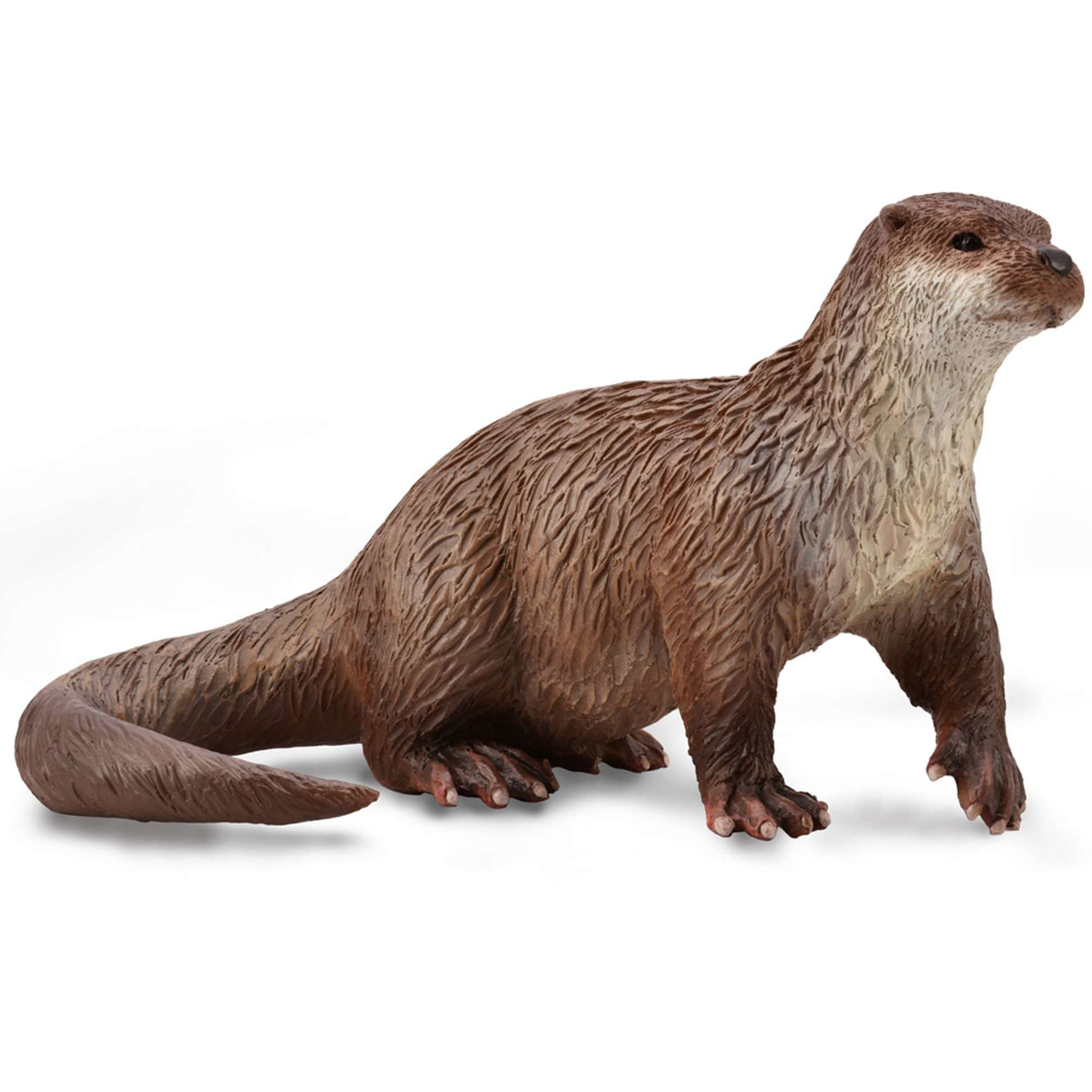 Common Otter