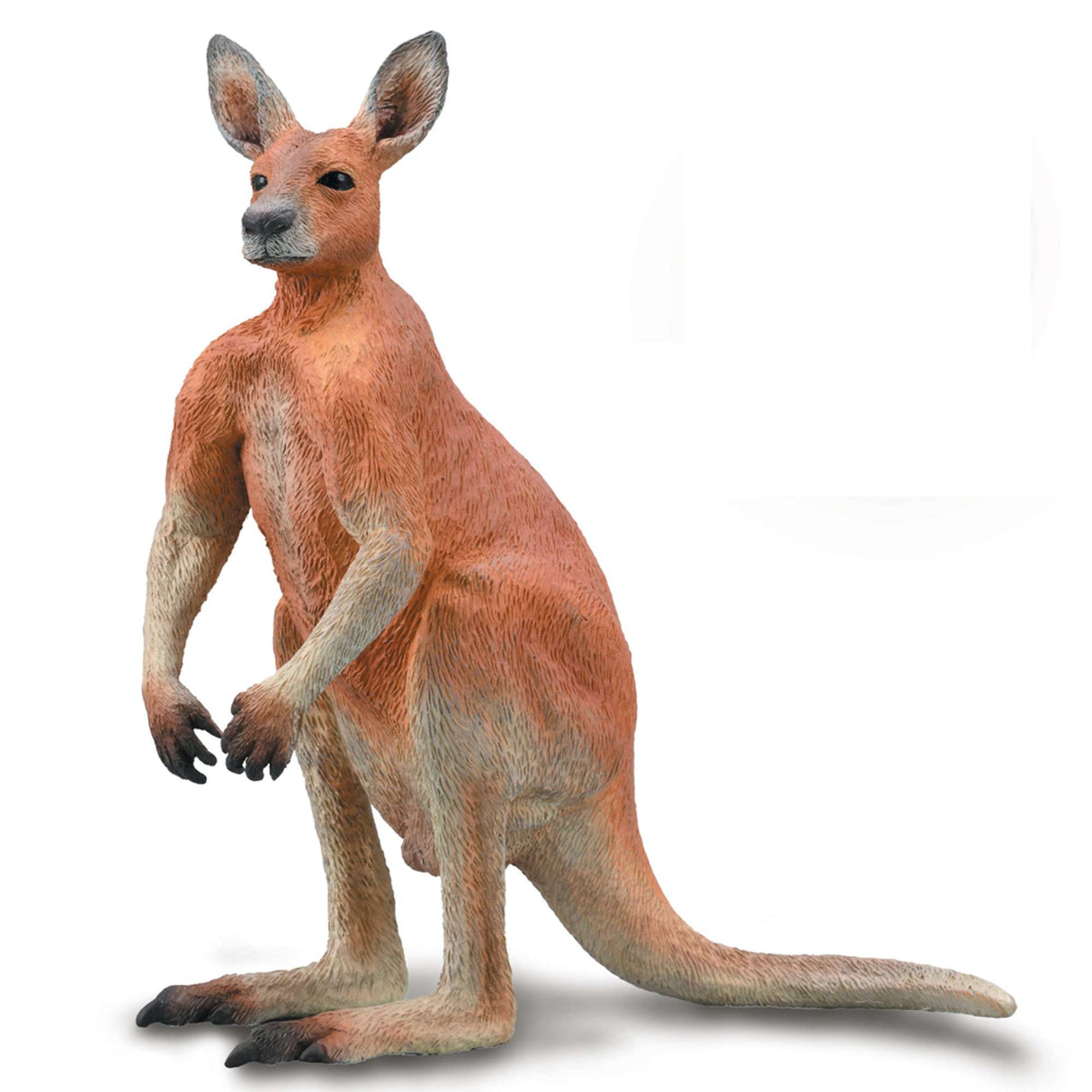 Red Kangaroo - Male