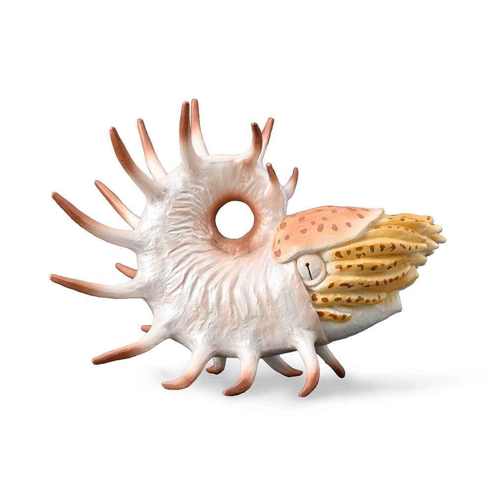 Cooperoceras