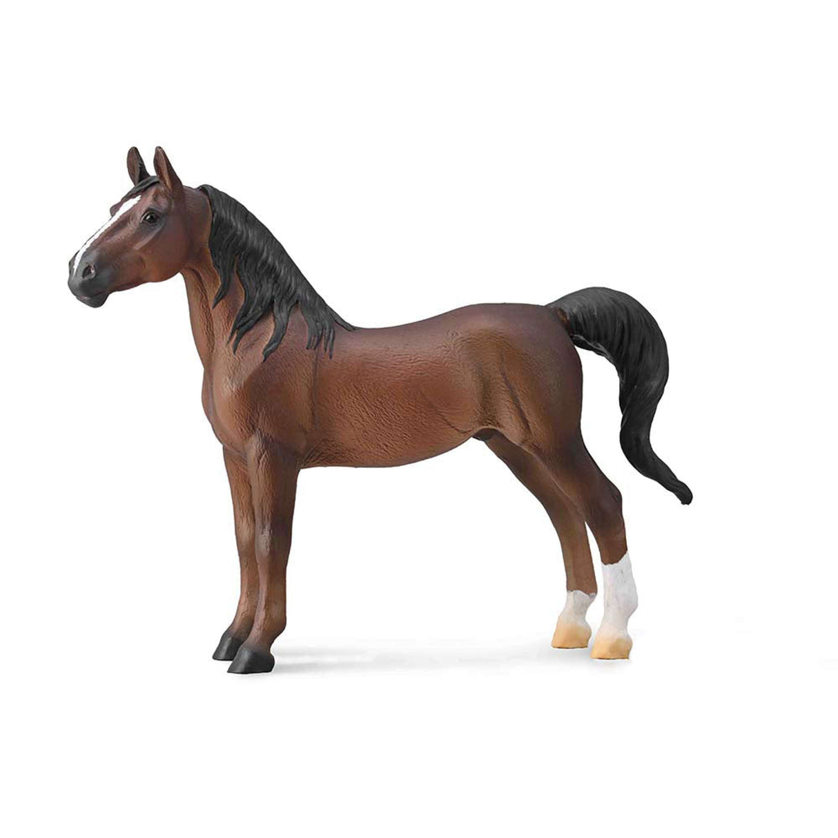 American Saddlebred Stallion Liver Chestnut