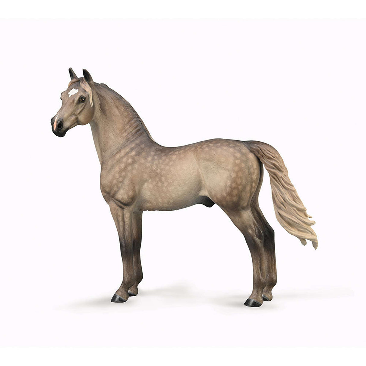 Morgan Stallion - Silver Grulla