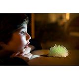 Glow Crystal Growing