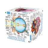 human-body-systems-and-statistics-cubebook-damaged-box-ZCC5020-5