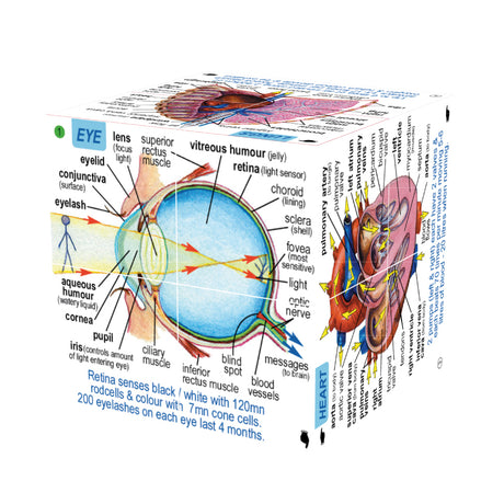 human-body-systems-and-statistics-cubebook-damaged-box-ZCC5020-5