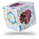 Human Body Systems and Statistics Cubebook