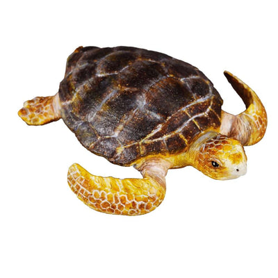 Loggerhead Turtle