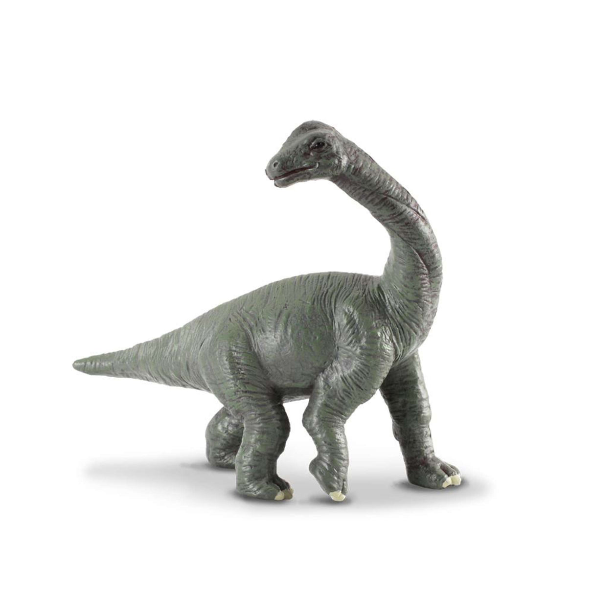 Brachiosaurus Baby