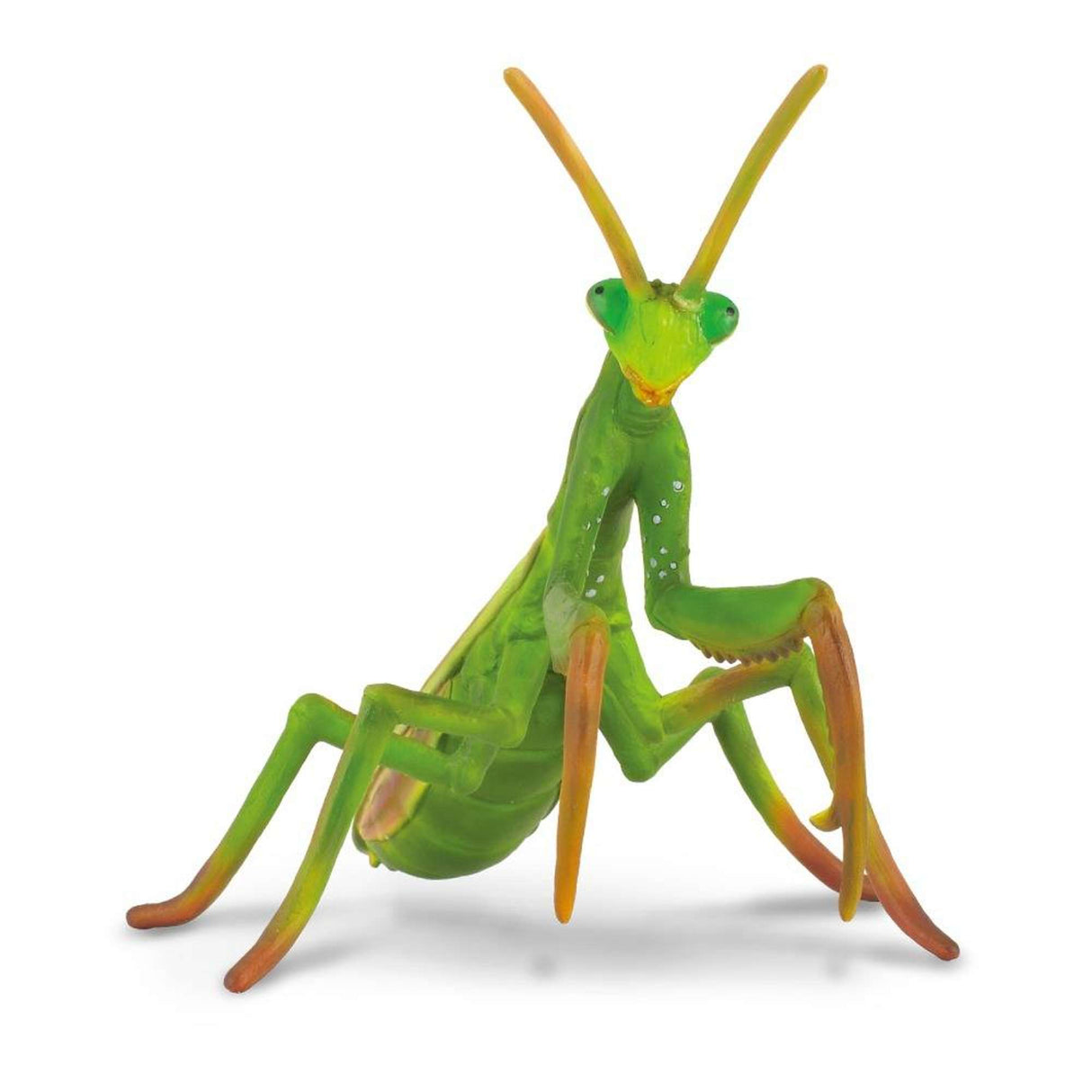 Praying Mantis
