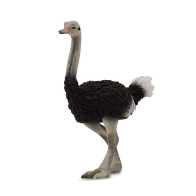 Ostrich