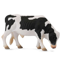 Friesian Bull