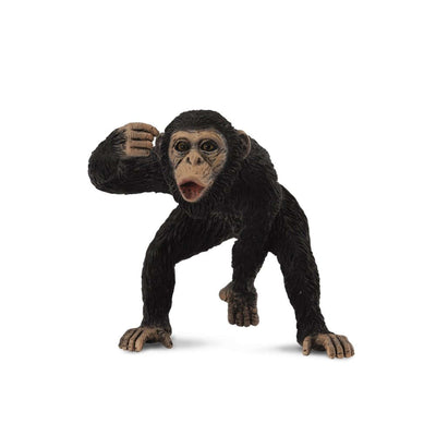 Chimpanzee Male