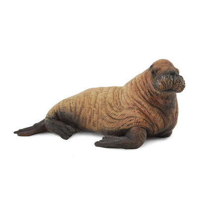 Walrus Calf