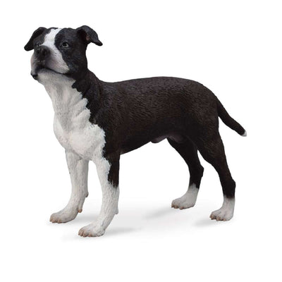 American Staffordshire Terrier