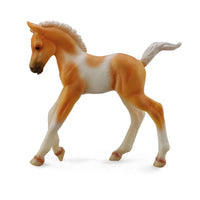 Pinto Foal Walking Palomino