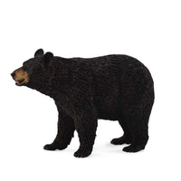 American Black Bear