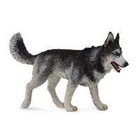 Siberian Husky