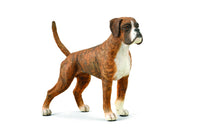 Boxer