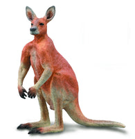 Red Kangaroo - Male