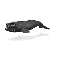 Right Whale