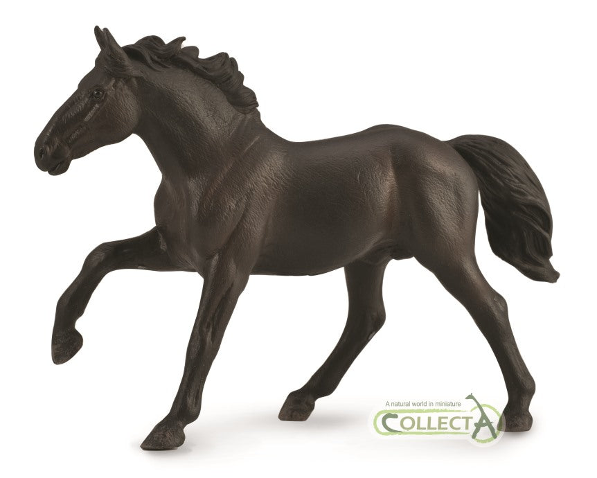 Nonius stallion - 9588878