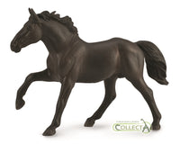 Nonius stallion