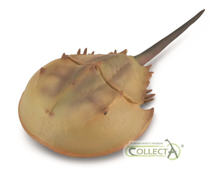 Horseshoe Crab - 9588905