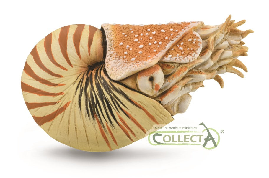 Nautilus Pompilius - 9588907