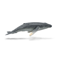Humpback Whale Calf