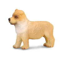 Chow Chow Puppy
