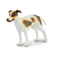 Greyhound Puppy