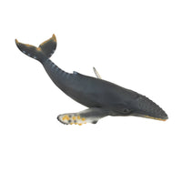 Humpback Whale