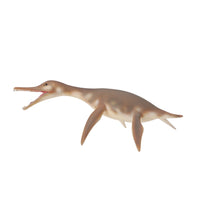 Dolichorhynchops