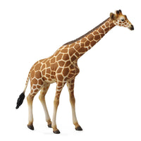 Reticulated Giraffe