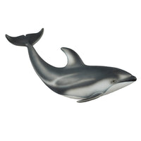 Pacific White Sided Dolphin
