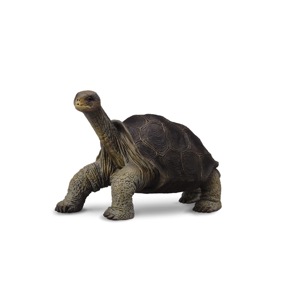 Collecta Pinta Island Tortoise In Memory Of Lonesome George
