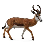 Springbok