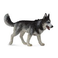 Siberian Husky