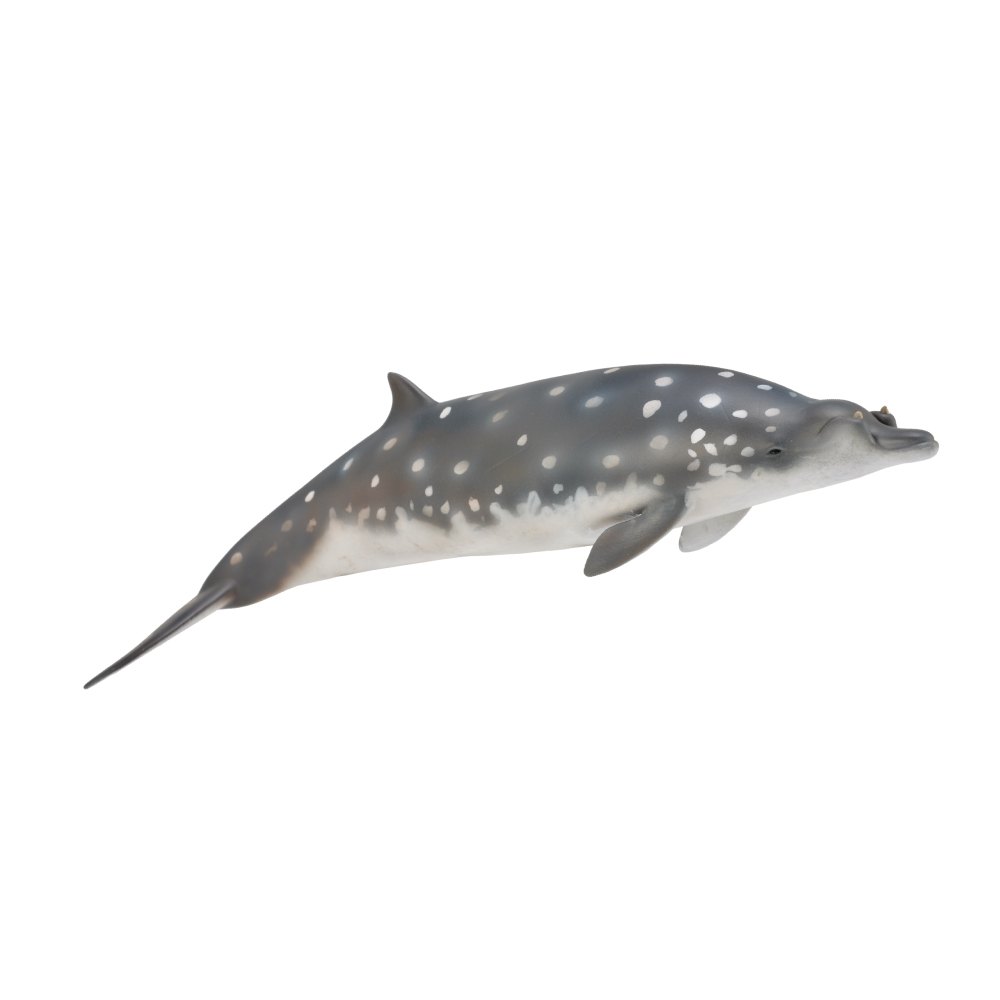 Collecta Blainville'S Beaked Whale