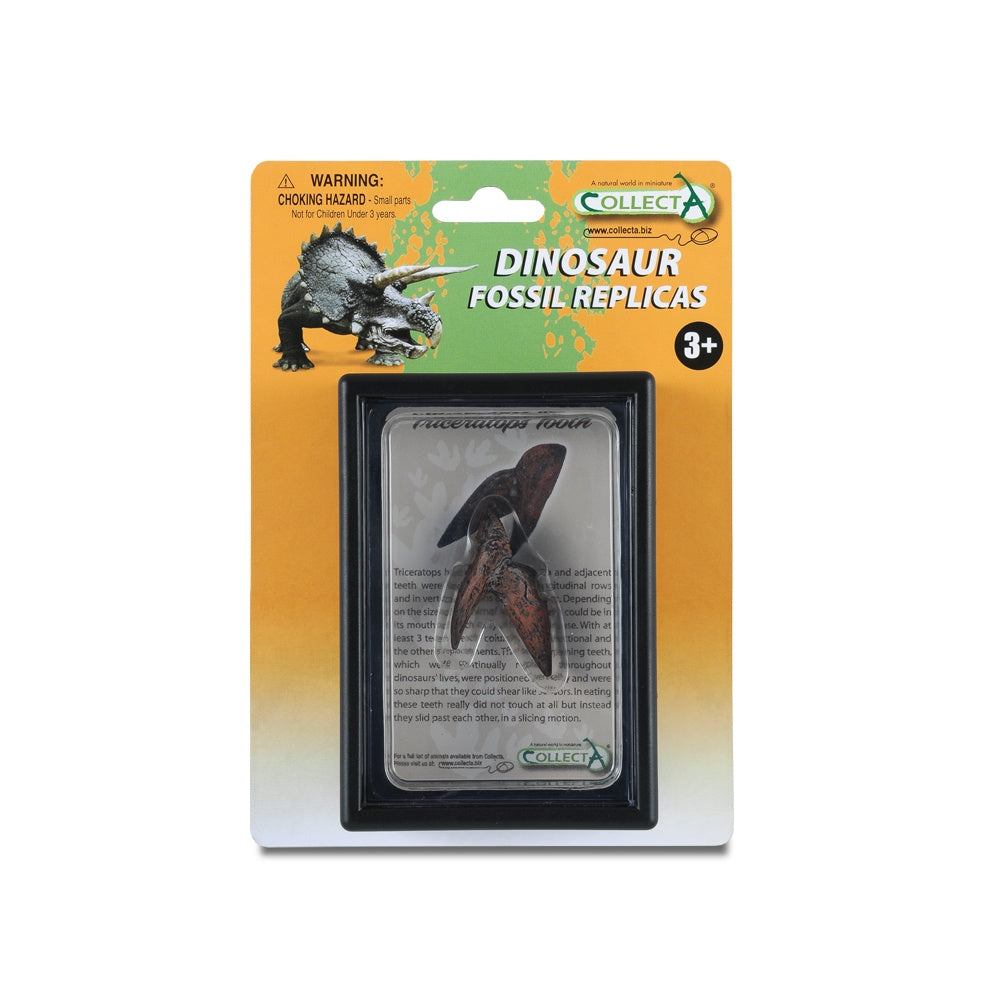 Collecta Triceratops Tooth In Display Case