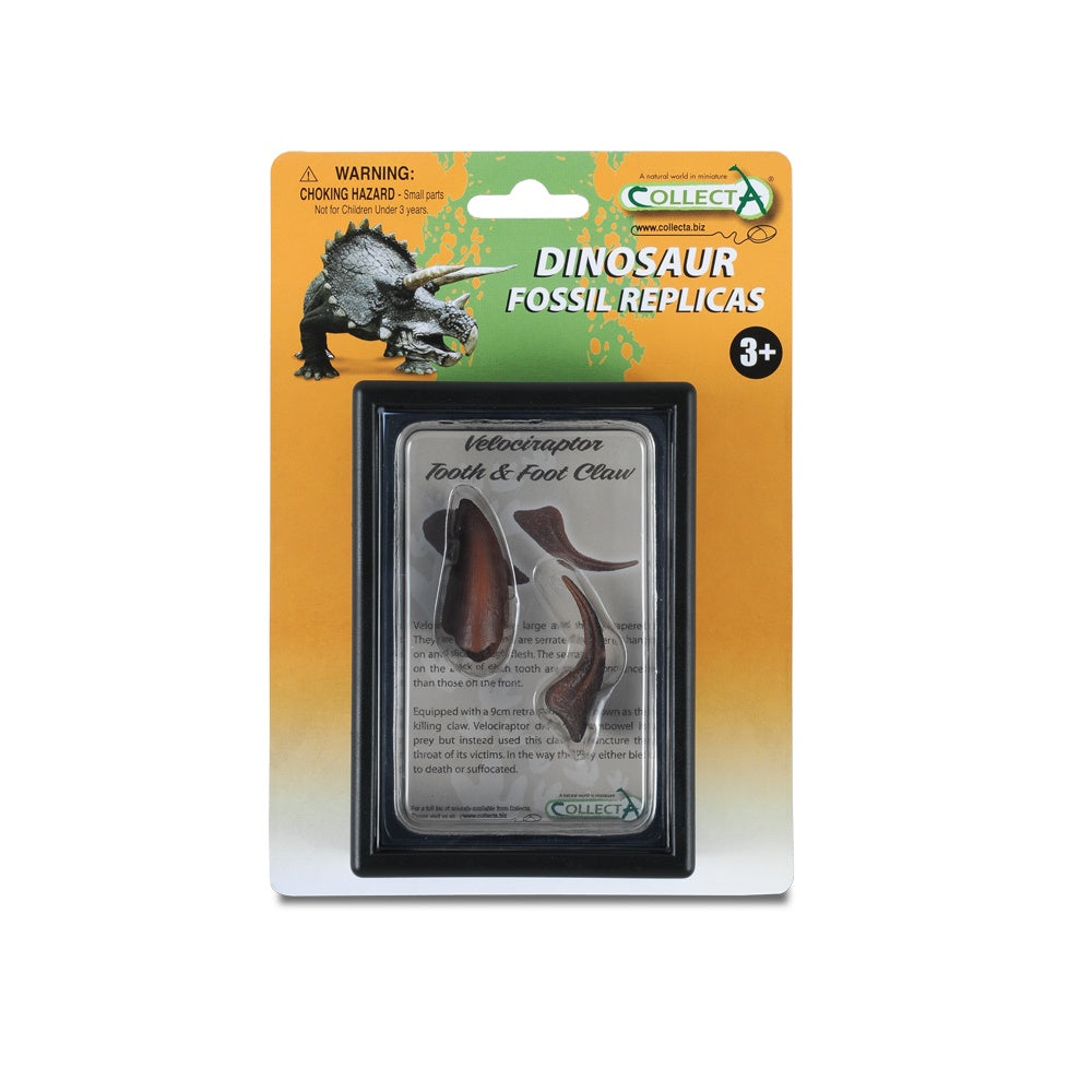Collecta Tooth & Foot Claw Of Velociraptor In Display Case