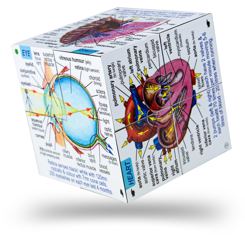 ZooBooKoo Human Body Cube | Educational Toys & Games | Bigjigs Toys