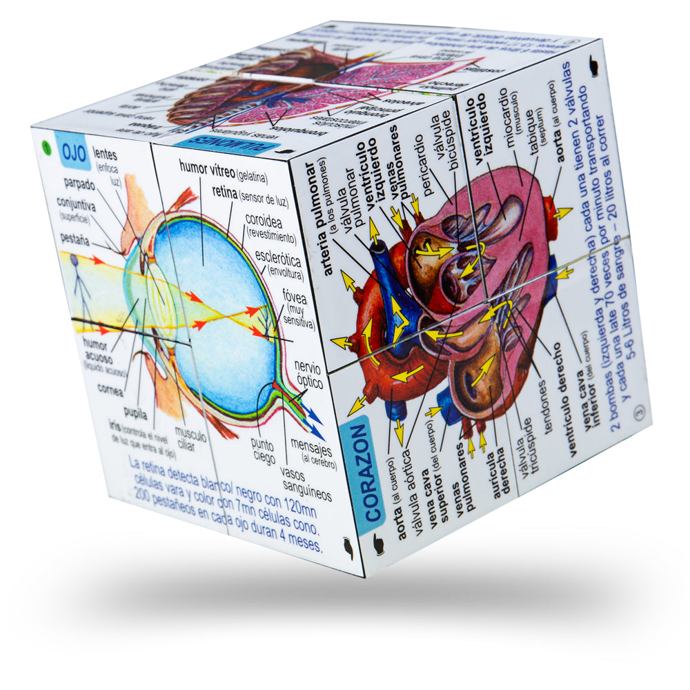 Spanish Human Body Systems and Statistics Cube Book
