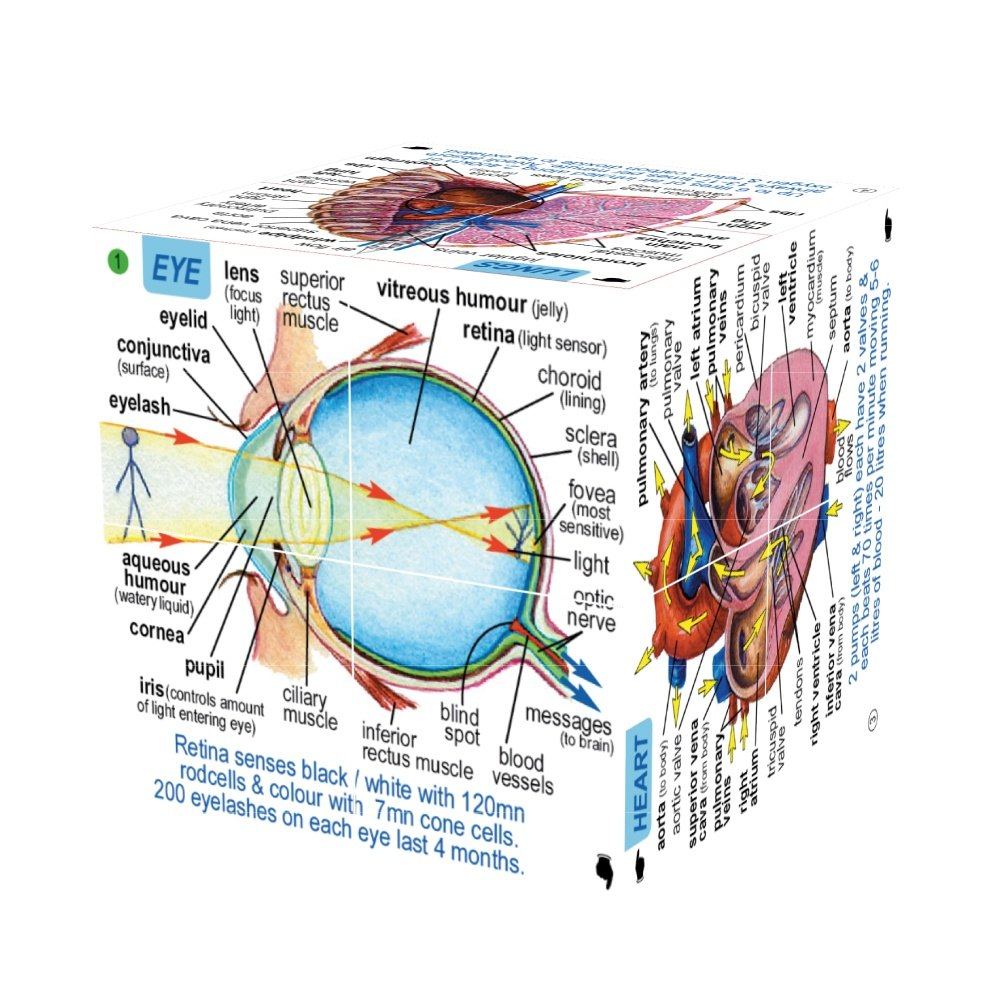 Science Cube Book Pack - Human Body and Planets Cubes