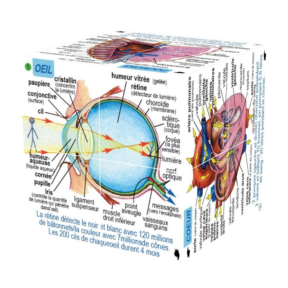 French Human Body Systems and Statistics Cube Book